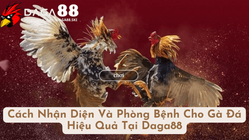 Cách Nhận Diện Các Bệnh Thường Gặp Ở Gà Đá