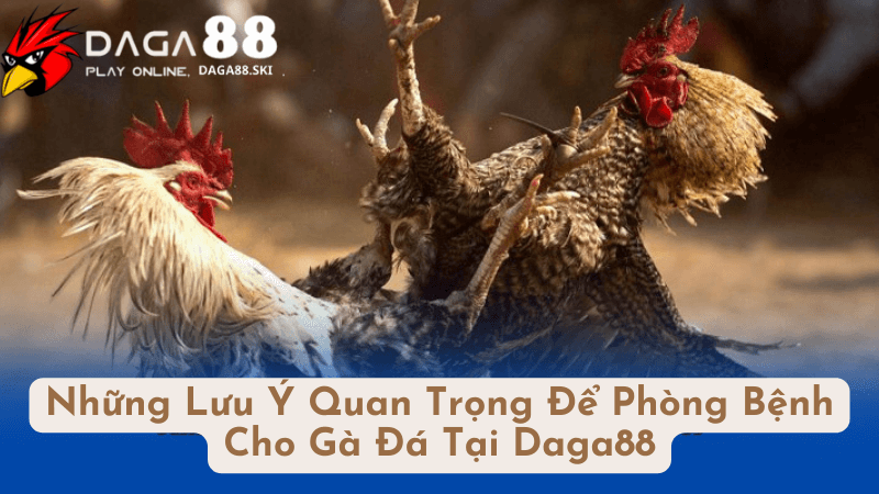 Những Bệnh Thường Gặp Ở Gà Đá: Nguyên Nhân và Cách Phòng Tránh