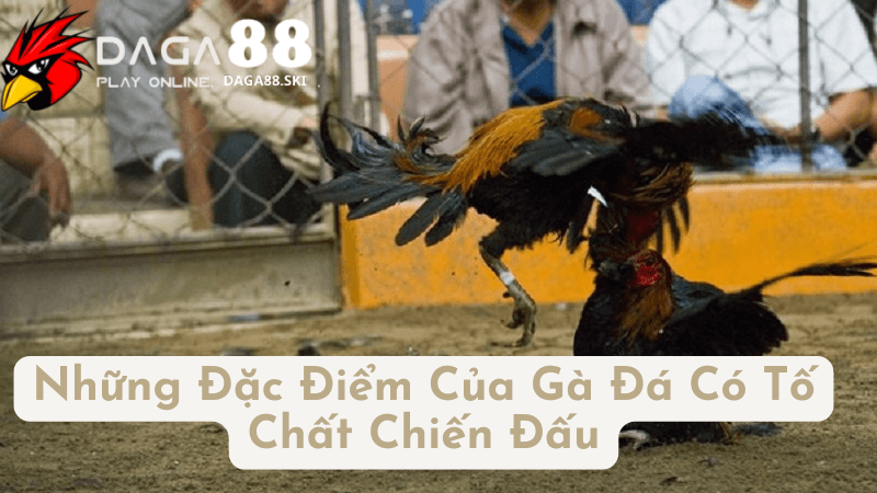 Bí Quyết Nhận Diện Gà Đá Có Tố Chất Chiến Đấu