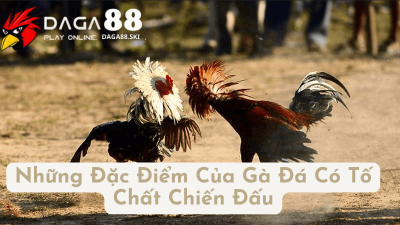 Những Đặc Điểm Của Gà Đá Có Tố Chất Chiến Đấu