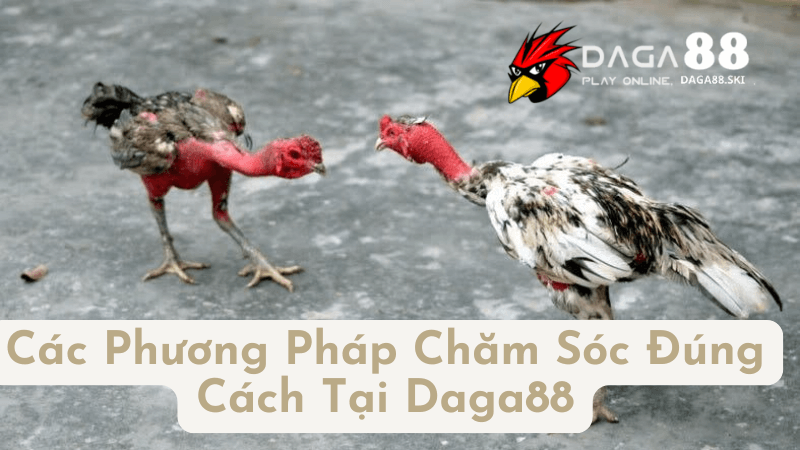 Phương Pháp Chăm Sóc Gà Đá Đúng Cách