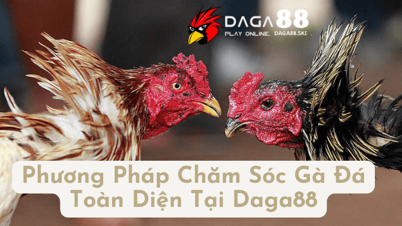 Phương Pháp Chăm Sóc Gà Đá Toàn Diện