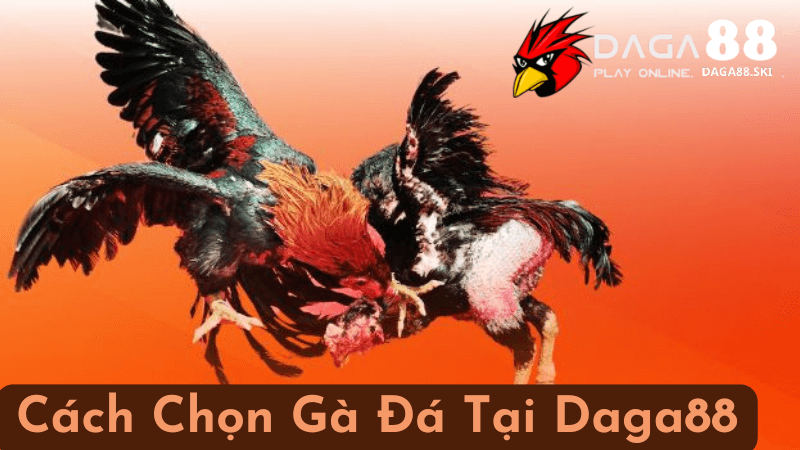 Tầm Quan Trọng Của Việc Chọn Gà Đá Chất Lượng Tại Daga88