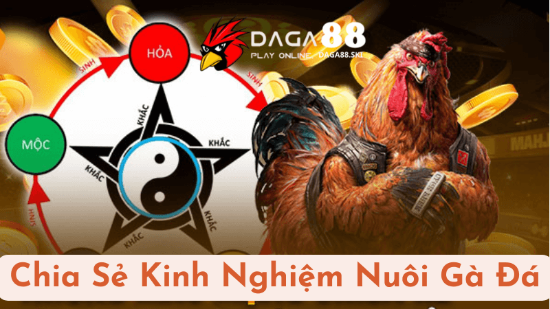 Chia Sẻ Kinh Nghiệm Nuôi Gà Đá Tăng Cường Thể Lực Tại Daga88