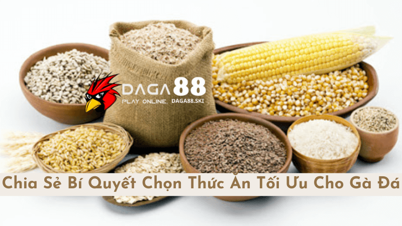 Bí Quyết Chọn Thức Ăn Tối Ưu Cho Gà Đá