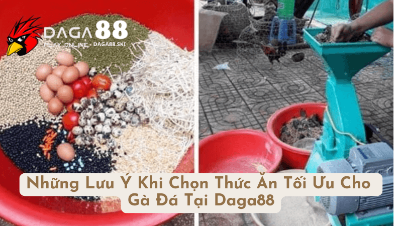 Lưu Ý Khi Chọn Thức Ăn Tối Ưu Cho Gà Đá Tại Daga88